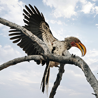 Waterberg - Yellow-billed Hornbill